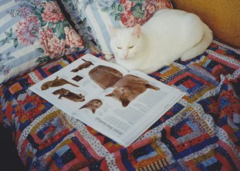 Kendi Gücüne İnanmayı Öğrenen Pisi